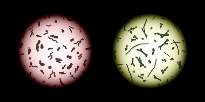 Fecal Microbial Transplants (FMTs) Intestinal Microbiota Transplants (IMTs)