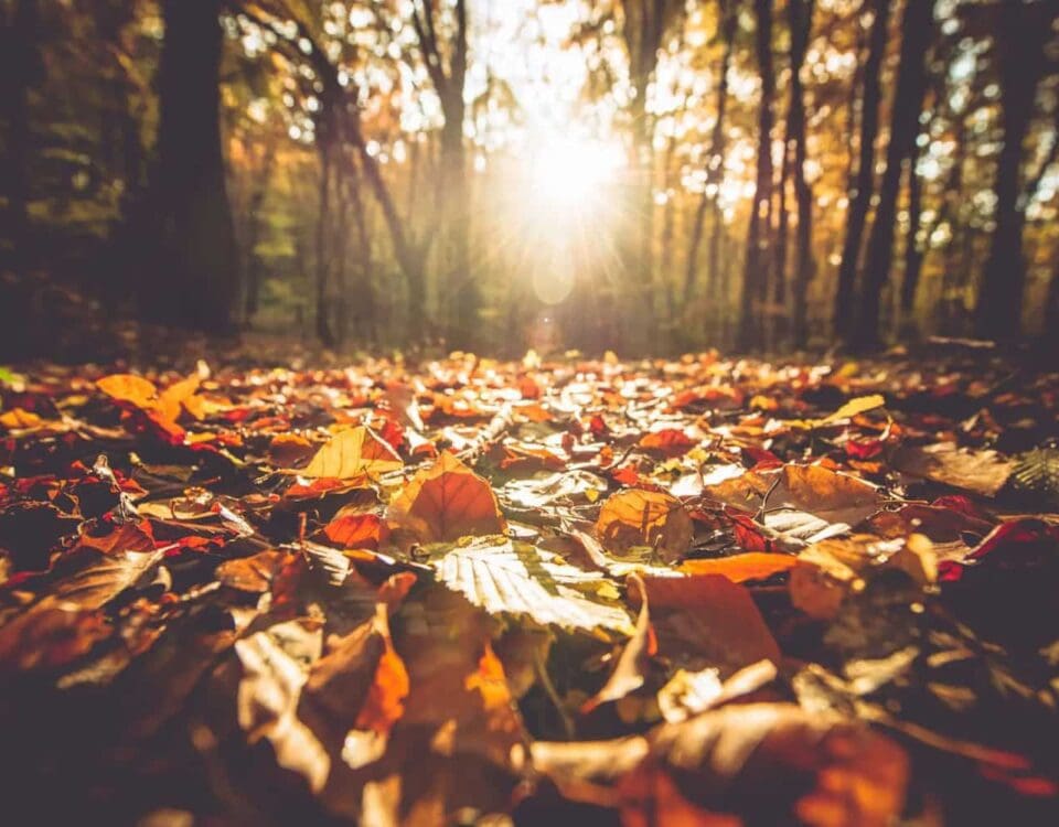 Gut Health and the Immune System: 6 Tips for Fall and Winter