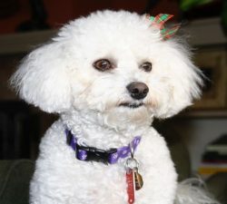 dog2